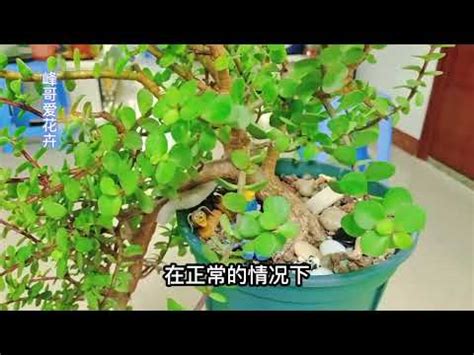 金枝玉葉植物風水|金枝玉葉的寓意，它有什麼風水作用嗎？